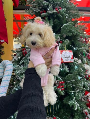 Mini it it üçün qız rəngində kombinezon - Rəng: Krem rəngi -