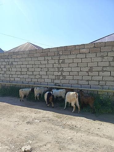 erkey dana: Qurbanlığa yarayan erkey quzu — 4