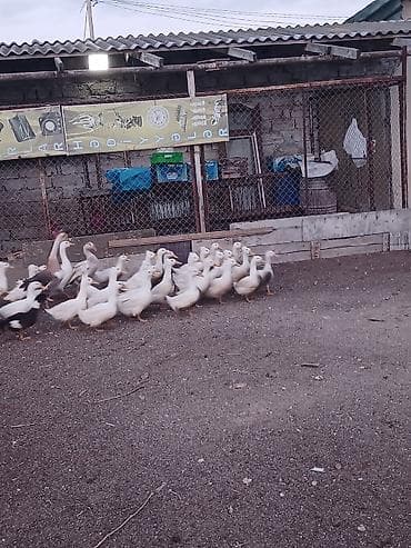 Козы, козлята: Salam təcili pekin ördeyi satilir 250 ədəd qalib ünvan binə atçiliq — 1