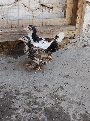 ordək balası və cucə: Toyuq cücələri, Damazlıq — 3