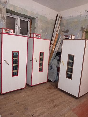 İnkubator 1000 yumurtalıq zakasla yigilir çıxış faizi 85-90 fayizi