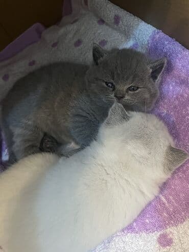 Britan, Dişi, Yaxşı əllərə, Ünvandan götürmə, Ödənişli çatdırılma