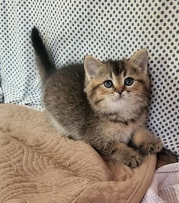 meykun pişik: Şinşilla, Erkək, Dişi, Pulsuz çatdırılma — 4