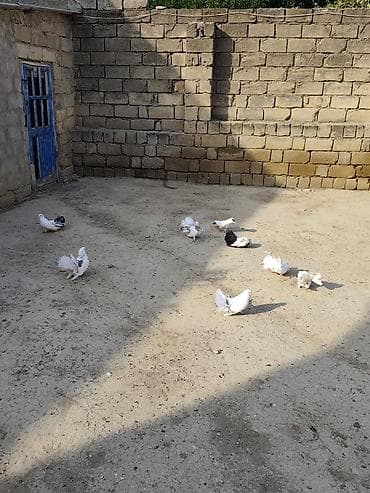 papuqay quş: Fantail (quyruğu yelpik formalı) göyərçinlər – dekorativ və uçuş üçün — 5