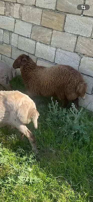 qoyun bezeyi: Erkey kök quzu 18 kilo olar unvan mehdiabad — 3