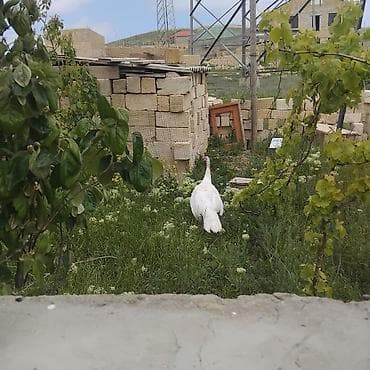 malyar ustasi: Erkək, Kanada, Damazlıq, Ödənişli çatdırılma — 5