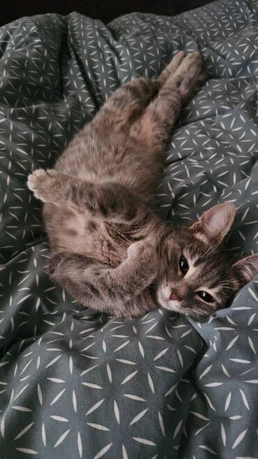 alisanın pişiyinin adı nə idi: Dişi, Yaxşı əllərə — 6