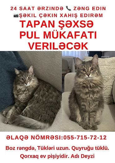 pişik itib: Dişi — 1