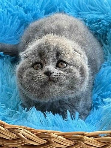 keçi balası: Şotland yastı qulaq, Erkək, Dişi, Yaxşı əllərə, Ödənişli çatdırılma — 2