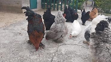 cins toyuqlar: Toyuq, Brama, Damazlıq, Ünvandan götürmə, Ödənişli çatdırılma — 10