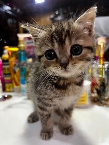 pişik eşyaları: Şotland yastı qulaq — 5