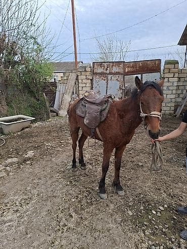 Atlar: Yük və minik üçün at - Rəngi: qəhvəyi, qara yal və quyruq - Quruluş — 4