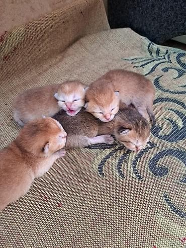 İtlər: Britan, Yaxşı əllərə, Ünvandan götürmə — 4