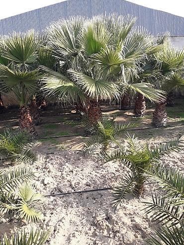 Buket güllər: Palma ağacları 5-6 illik dibçəydə və yerdə olanları var dibçəydə — 4