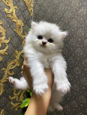 Gəmiricilər: Şinşilla, Dişi — 2