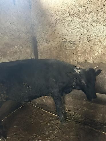 heyvanlara verilən adlar: Qara rəngli cavan buğa - Cins: yerli tip, qara rəng, qısa buynuzlu - — 3