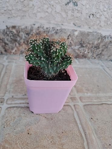 ev perdeleri: Mini kaktus – çoxgövdəli, tikanlı, dekorativ sukulent. - Qab: kvadrat — 1