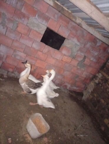 Digər heyvanlar: Salam qazdar satılır 2erkek3disidi super heyvanlardi — 6