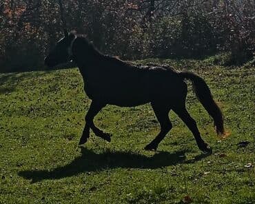 balasına sud verməyən qoyuna nə deyirlər: Minilmiyən dayçadı madyandı çaparağı var isdiyən buyursun — 5