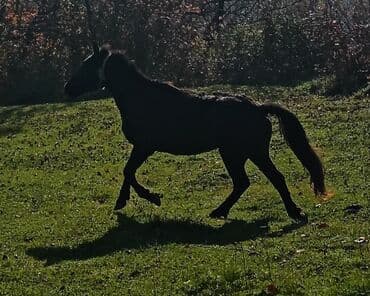 afçarka itlerin qiymeti ucuz: Minilmiyən madyan dayçadı isdiyən buyursun çaparağdı həmdə — 3