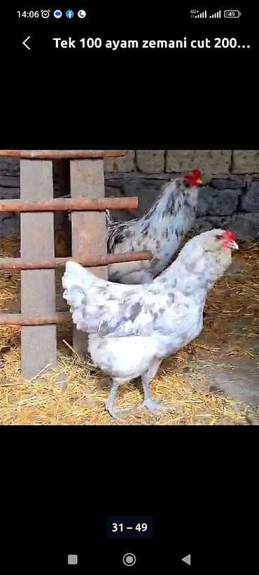 ucuz toyuqlar: Toyuq cücələri, Ətlik — 9