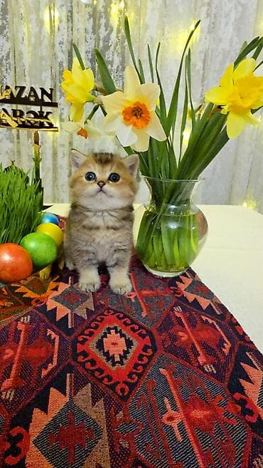 Quşlar: Qızıl şinşilla — 3