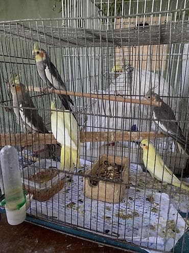 tutuquşlar: Nimfa tutuquşuları (cockatiel) – baladir istesez hazir cutde var 1 — 4