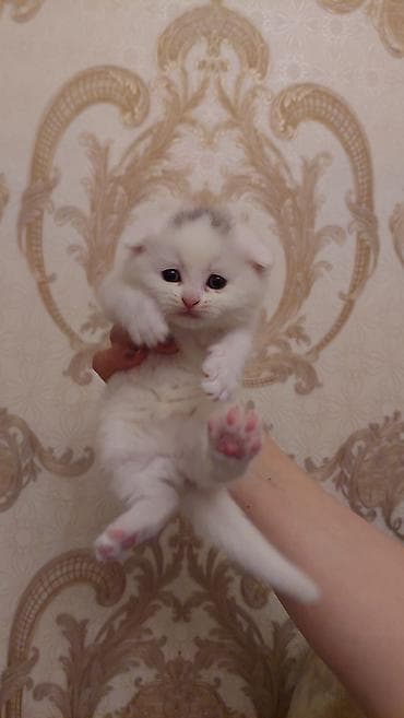 xamilyon heyvan: Şotland, Dişi, Ödənişli çatdırılma, Ünvandan götürmə — 1