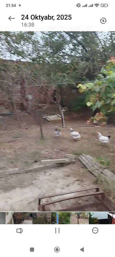 xacmazda evlər: 3 комнаты, 90 м² — 9