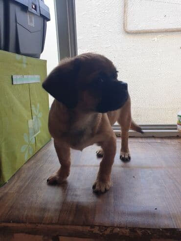 balaca şirin itlər: 3 ay, Peyvəndli — 4