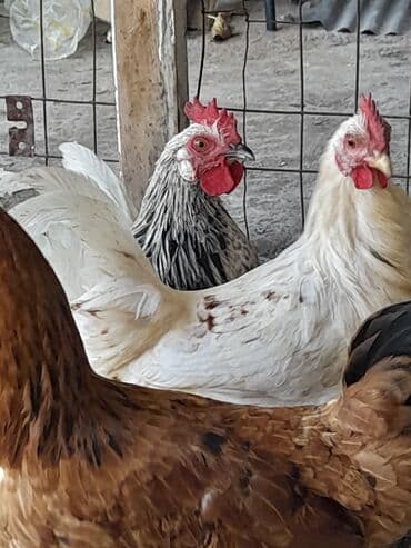 heyvanlara verilen adlar: Курица, Для разведения, Платная доставка — 4