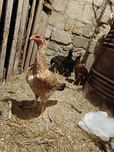 cücə: Toyuq cücələri, Damazlıq — 5