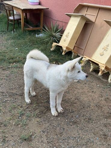 it davası: Akita-inu, 6 ay, Erkek, Ödənişli çatdırılma — 2