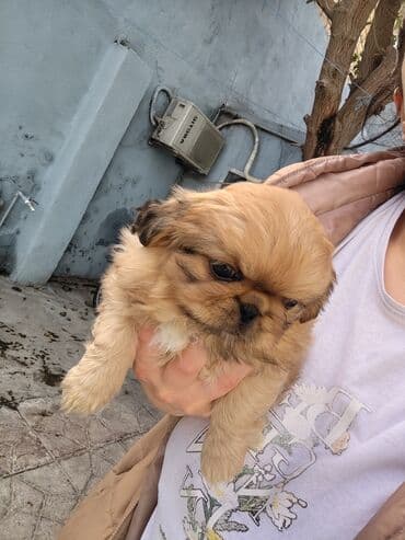 передержка собак баку: Pekines, 2 ay, Ödənişli çatdırılma — 5