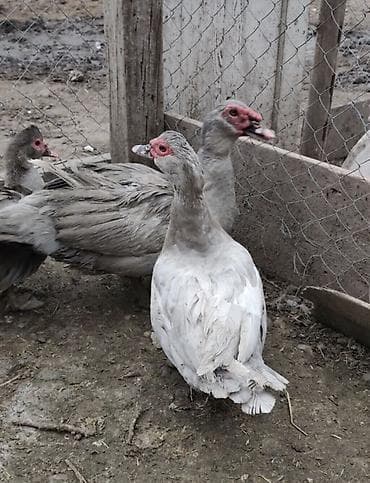 pekin ördəyi: Muscovy (hind) ördəkləri – müxtəlif rənglər - Növ: Muscovy/hind — 2