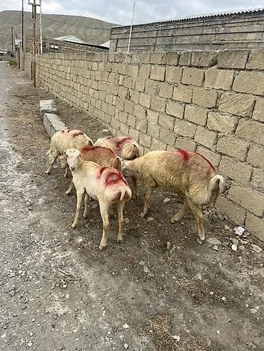 4 disi 1 erkəy beyləqan kərə qulag ünvan müsviqabad qəsəbəsi tərəf — 5