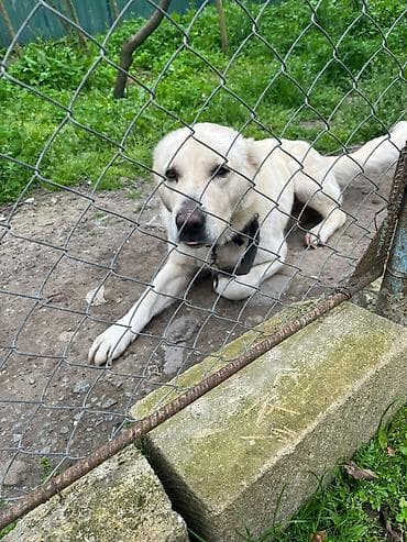 toyuq cuce satiram: Alabay, Erkek — 2