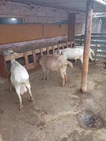 ayam cemani yumurta: Keçi südü - 5 manat.Keçi pendiri- 20 manat. Zaanen Avropa (İsveçrə) — 5