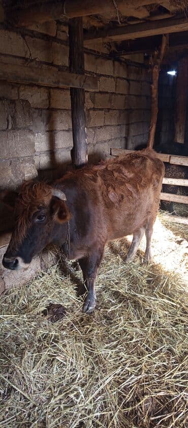 jako tutuquşunun digər adı: Satılır: Yerli qaramal (dişi) - Cins: yerli tip, qəhvəyi rəngli - — 2