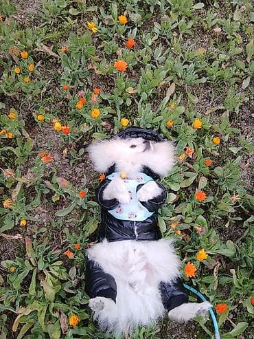 pitbull balasi satilir: Şpitz — 3