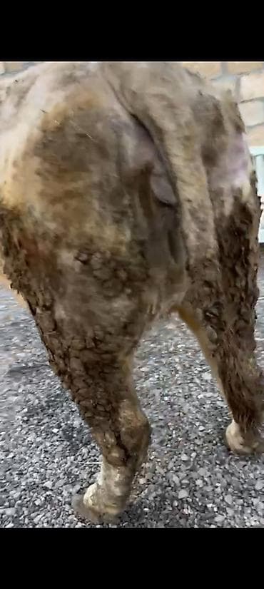 Yemlər: Salam aleykum əziz dosdlar bele bir gözel dogmamiş dügemiz çıxdı — 7