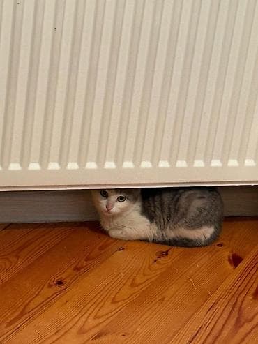 pişik cutləşmə: Yaxşı əllərə — 3