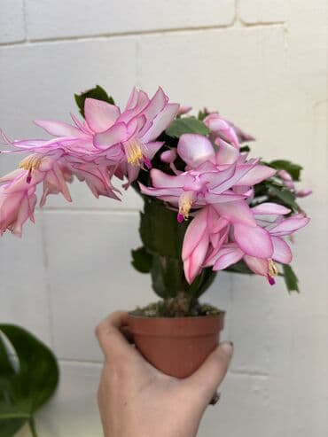 ana ürəyi gülü: Vatsapp mövcuddur!. Çatdırılma metrolara, Şamaxinkaya mövcuddur və — 3