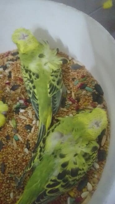 попугай ара цена: Попугаи — 24