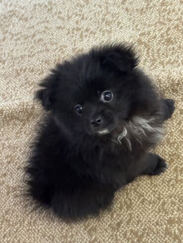 1 aylık doberman: Pekines, 2 ay, Dişi, Peyvəndli, Ünvandan götürmə — 4