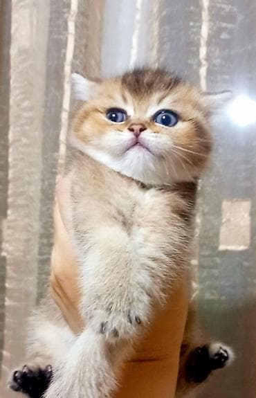 Britan, Dişi, Yaxşı əllərə, Ünvandan götürmə