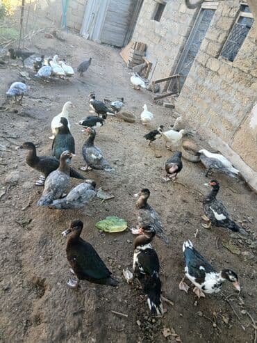 Gəmiricilər: Erkək, | Lal ördək, Ətlik, Ünvandan götürmə, Ödənişli çatdırılma — 3