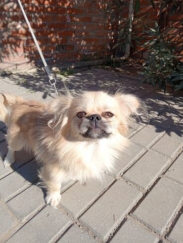 afcarka bala: Pekines, 1 il, Erkek — 1