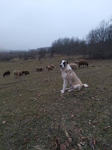 mavi rus pişiyi: Peyvəndli — 2