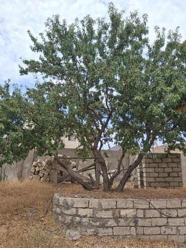 papaya meyvesi qiymeti: Bu, böyüməkdə olan badam ağacının bir şəklidir. Ağac bol yarpaqlara və — 2